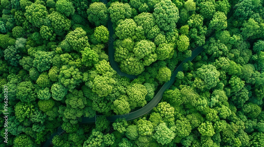 The aerial view captured by a drone showcases a vast expanse of lush forest 