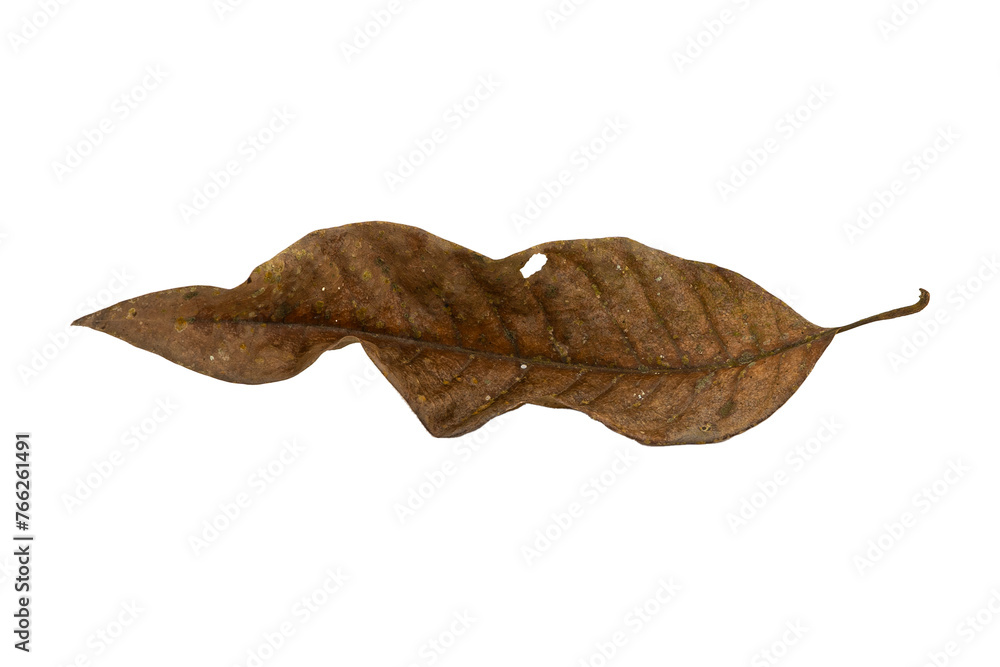 Fototapeta premium Tropical dry leaves set isolated on white.