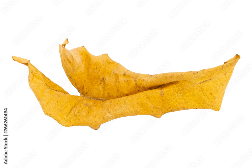 Fototapeta premium Tropical dry leaves set isolated on white.
