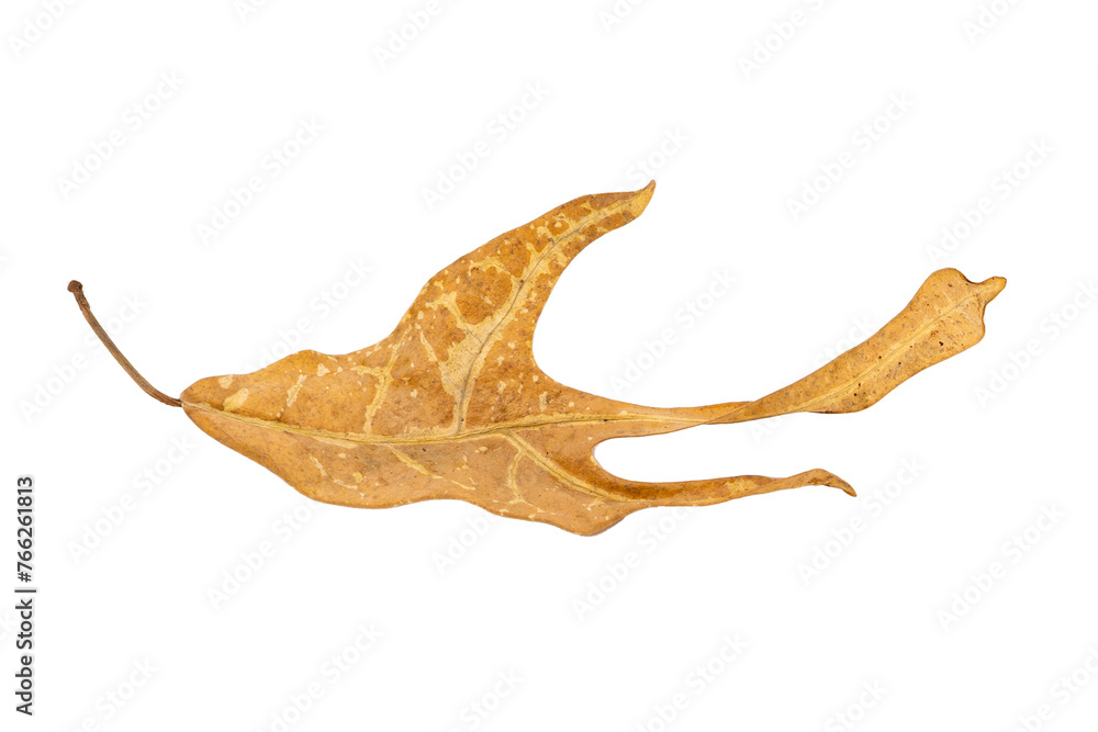Tropical dry leaves set isolated on white. Tropical dry leaves set isolated on white.