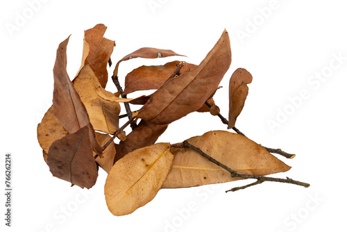Tropical dry leaves set isolated on white.