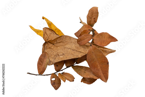 Tropical dry leaves set isolated on white.