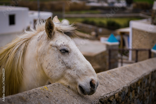 White Horse with Windswept Mane