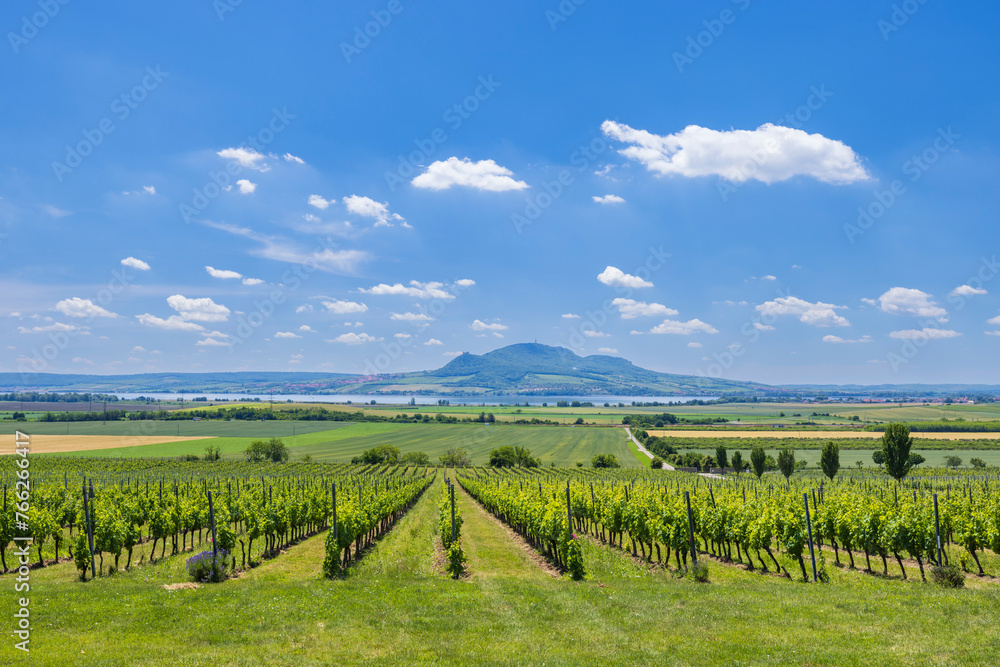 Vineyards under Palava near Sonberk, Southern Moravia, Czech Republic