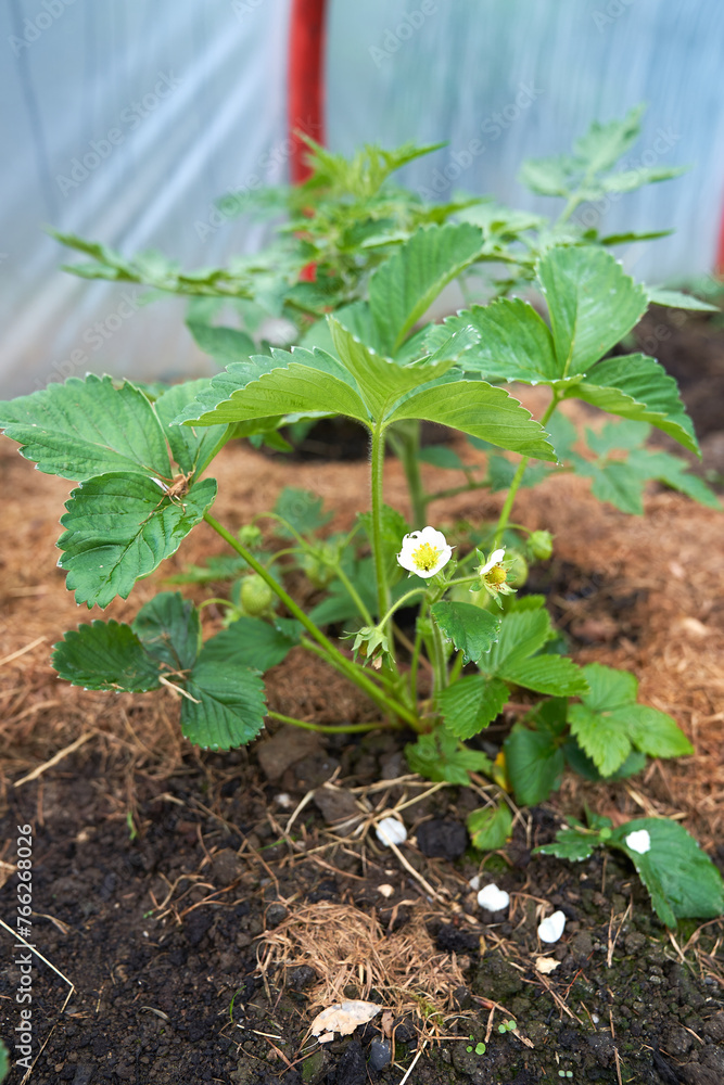 Obraz premium Eco veg growing 