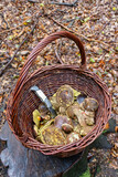 Traditional mushroom picking in forests of Czech Republic