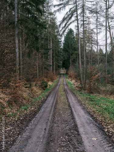 Forstweg im Wald bei grauem Wetter