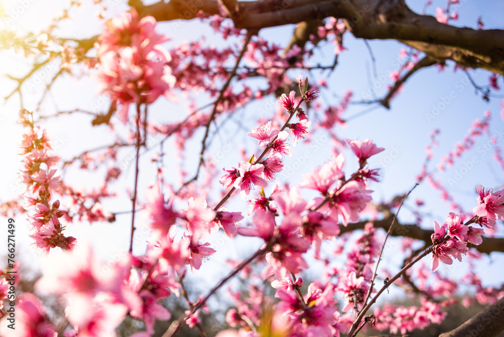 Beautiful spring blossom, cherry trees with flowers Beautiful spring blossom, cherry trees with flowers