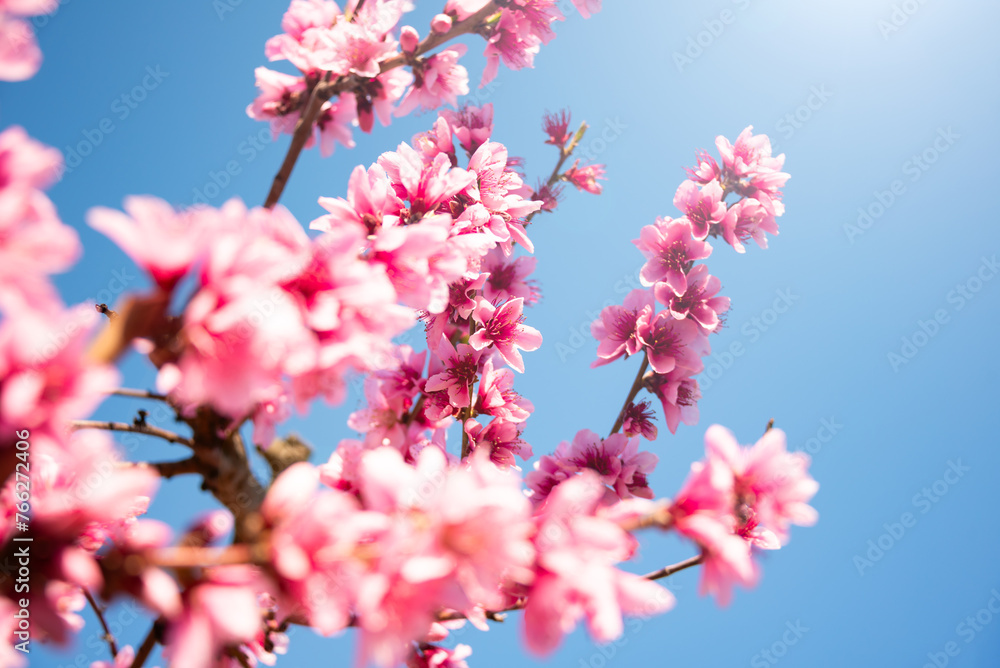 Beautiful spring blossom, cherry trees with flowers