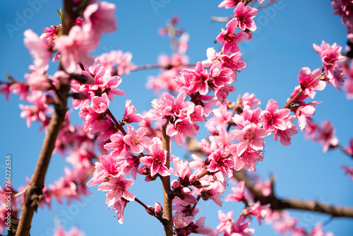 Beautiful spring blossom  cherry trees with flowers