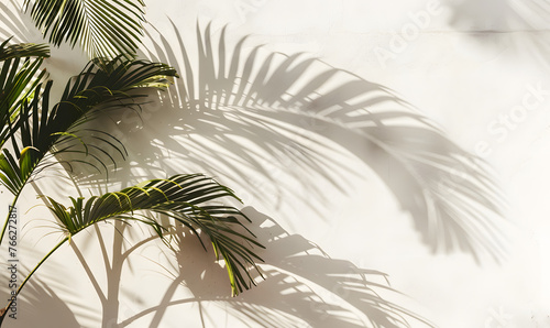 a palm tree leaves and shadows on a white wall  Generative AI