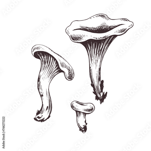 Mushrooms forest edible chanterelles orange. Graphic botanical illustration hand drawn in brown ink. For recipes, packaging, autumn festival, harvest. set of elements.
