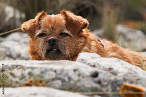 La cabeza de la perrita Nami sobresale entre piedras del sendero durante ruta de senderismo, Alcoy, España