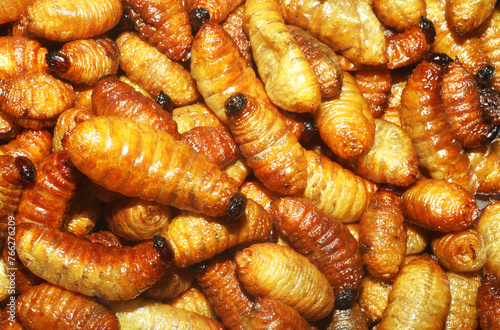 Silk worms tasty snack food. Deep fried bugs insects meal. Rare meals concept