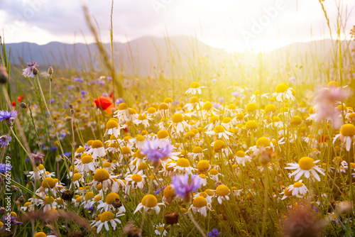 Fototapeta Naklejka Na Ścianę i Meble -  Wild flowers on summer meadow in sunlight