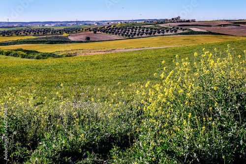 Campos de Pinto a finales de invierno photo