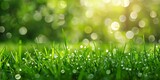green lawn grass with morning dew at sunrise against the background of a defocused blur effect
