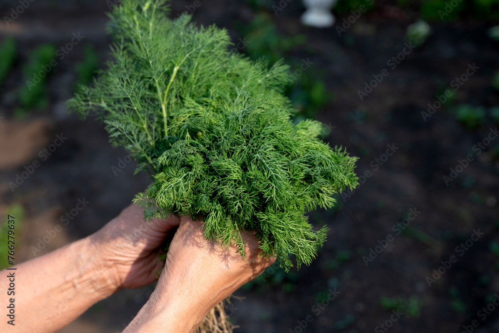 Fresh dill grows in the garden. The woman's hands plucked the dill into a bunch. Growing fresh herbs. Green plants in the garden, ecological farming for the production of healthy food concept.