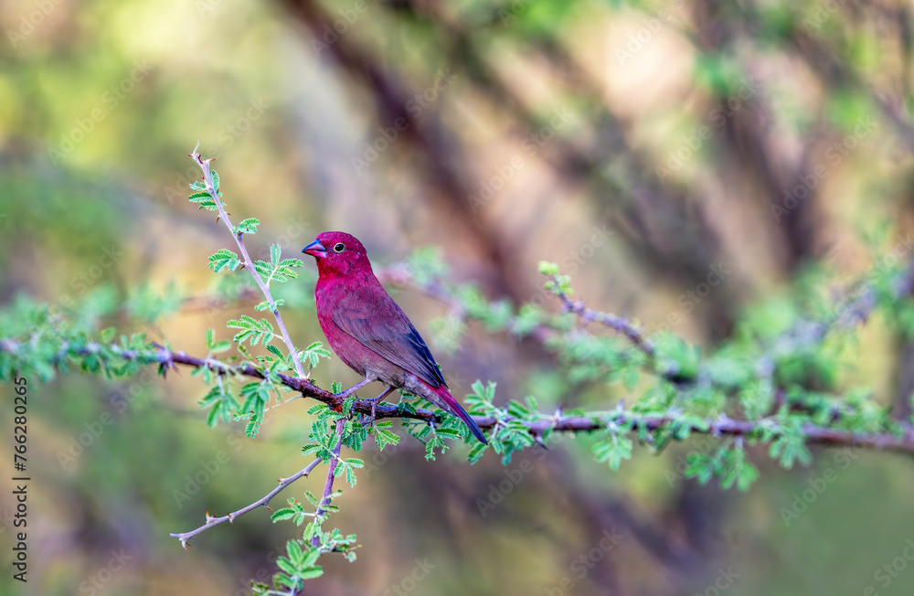 Male Red-billed Firefinch (Lagonosticta senegala) perched on a branch