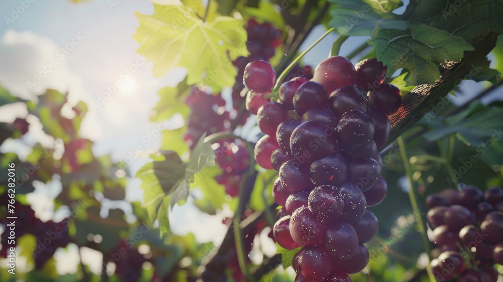 Juicy grapes on the vine bask in the gentle caress of the morning sun.