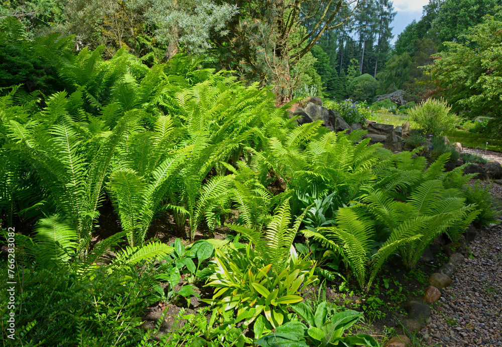 romatyczny zakątek ogrodowy, paprocie w cienistym ogrodzie, romantic garden corner, ferns in a shady garden, Pióropusznik strusi (Matteuccia struthiopteris)