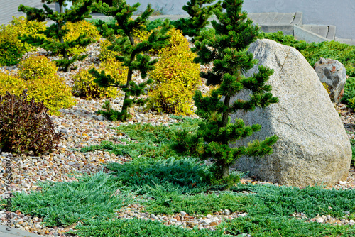 duży kamień na rabacie z jałowcami, sosnami i tawułą japońską, żwirowa rabata z iglakami (Juniperus, pinus, Spiraea), Coniferous bushes in a flowerbed, flowerbed with stones and coniferous plants 