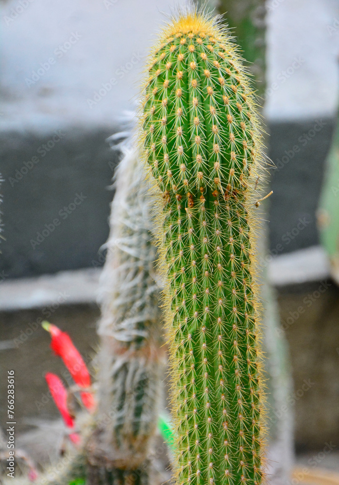 Cactus Epostoa Mirabilis, zielony kaktus w doniczce	
 - obrazy, fototapety, plakaty 