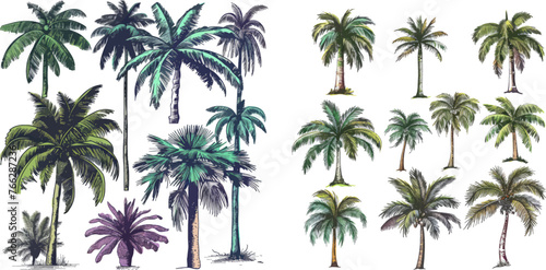 Vector set of hawaii beach palm tree, fern and frond outline, botany flora tropical illustration