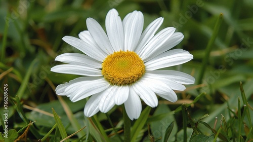 Field of White Daisies in Grass
