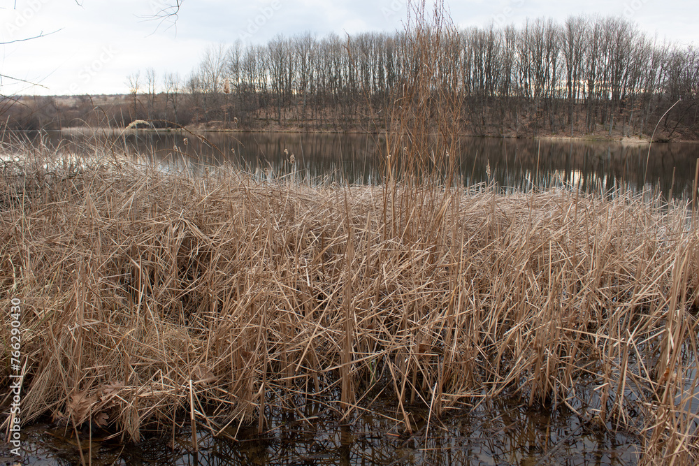 Fototapeta premium Reeds in the lake water.