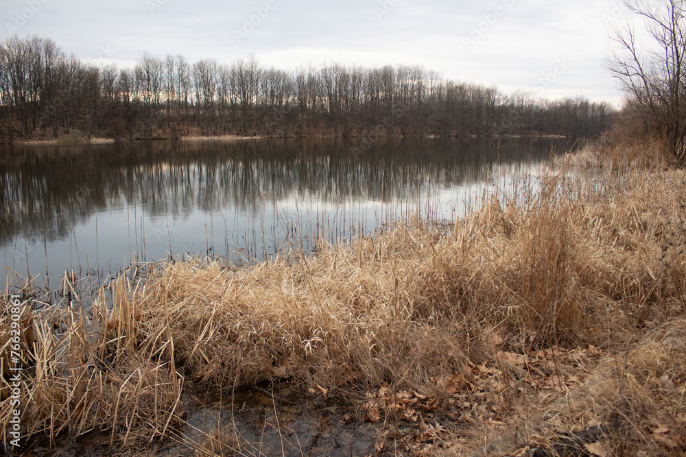 Reeds in the lake water. Natural concept.
