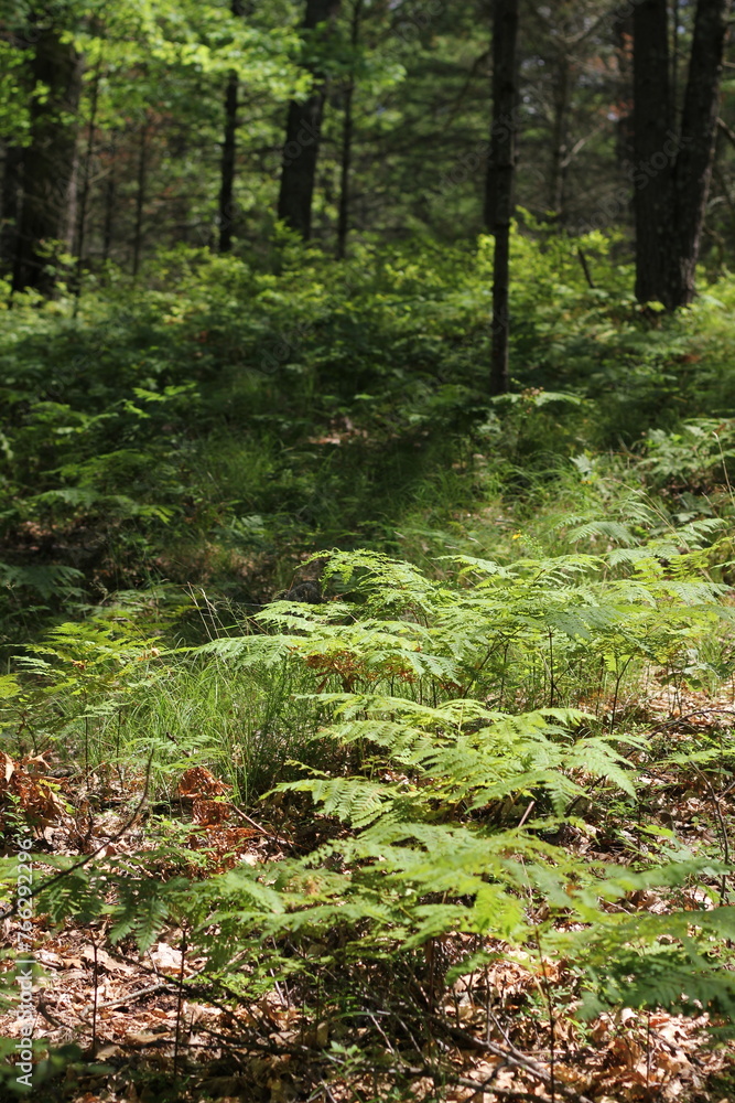 Fototapeta premium Wild ferns growing in the summer green forest.