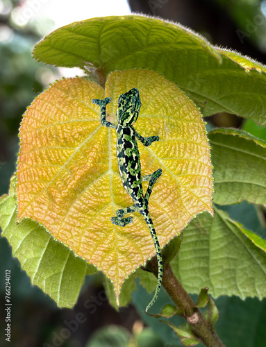 Close up of Chameleon on leaf