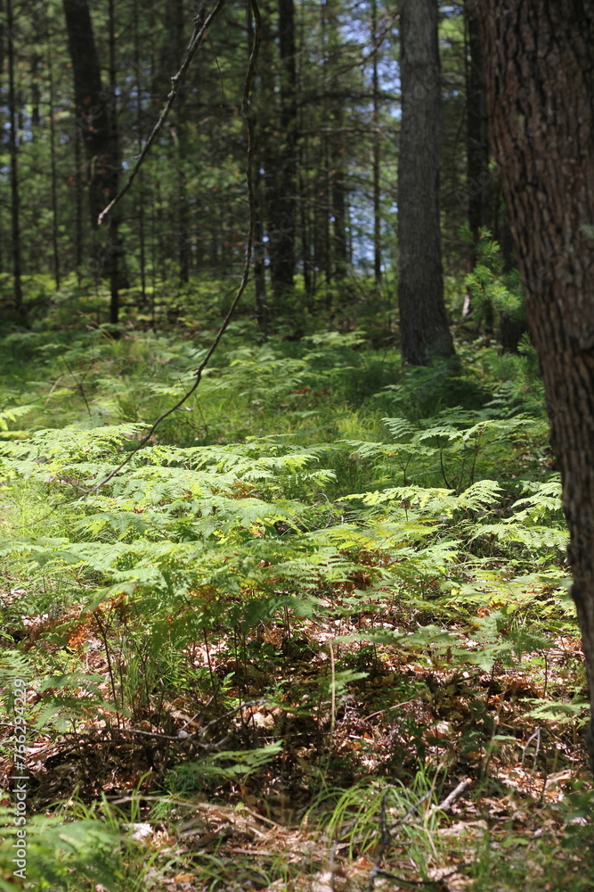 Wild ferns growing in the summer green forest. Wild ferns growing in the summer green forest.