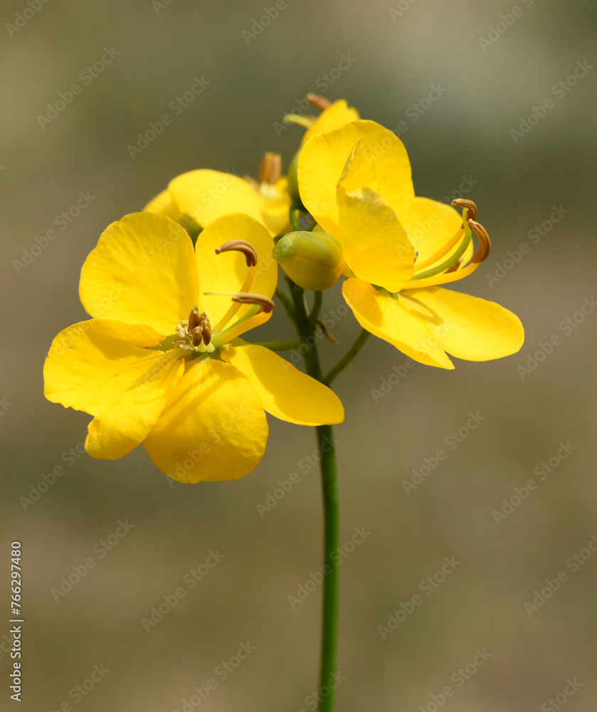Spice bark, Cassia, Senna Spice bark, Cassia, Senna