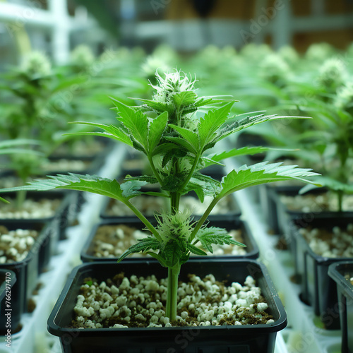 Cannabis Pflanzen zuhause selbst Anbauen