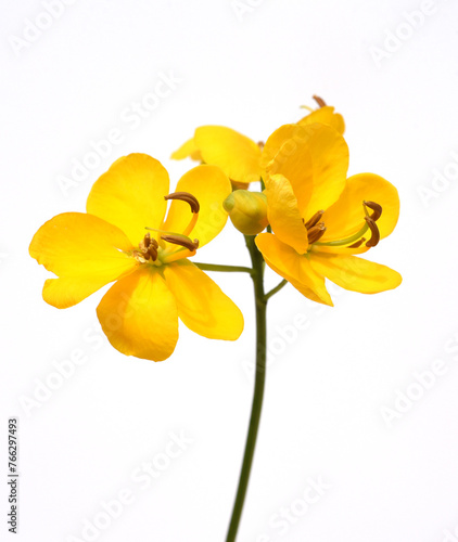 Spice bark, Cassia, Senna