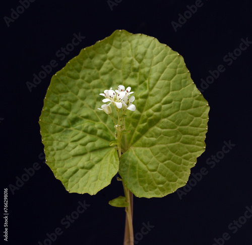 Wasabi, Wasabia, japonica, Eutrema photo