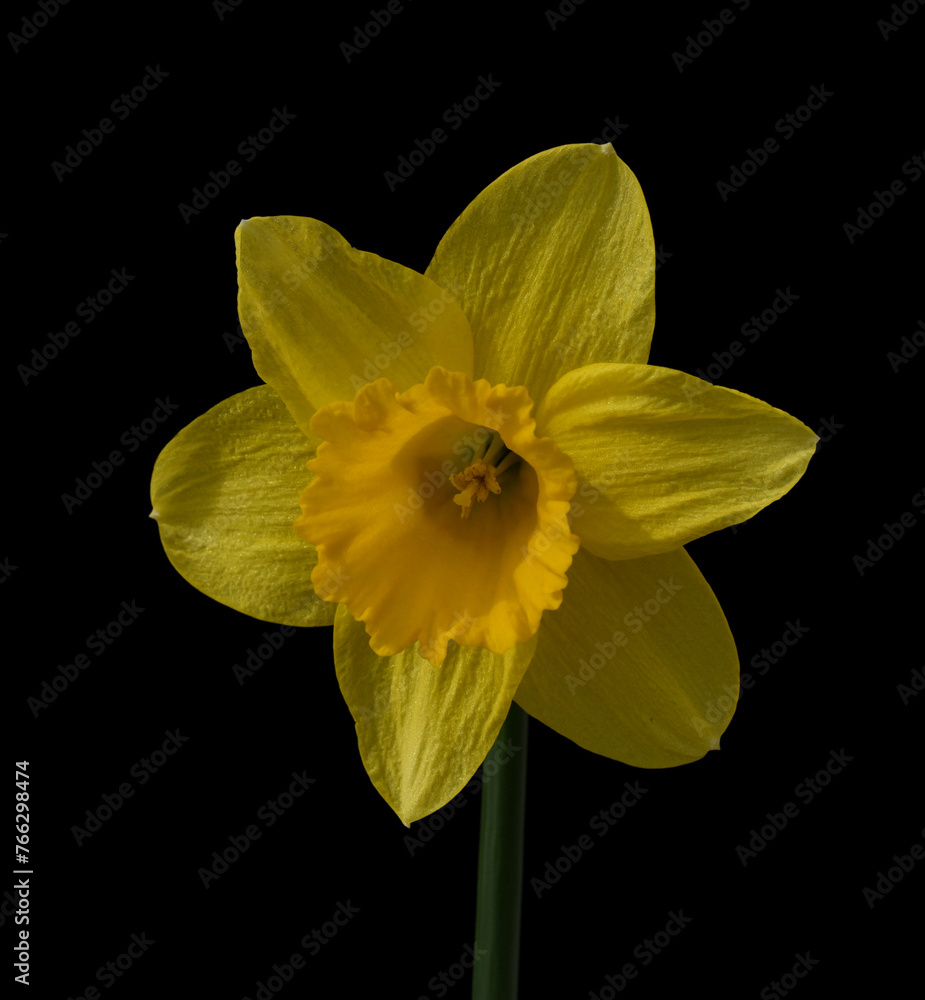 Fototapeta premium Daffodil Narcissus