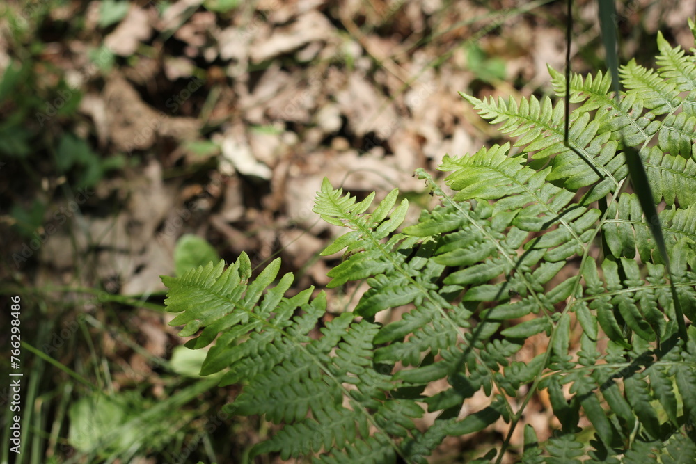 Wild ferns growing in the summer green forest.