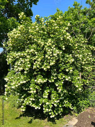 Cuadro en lienzo Snowball, Viburnum carlcephalum