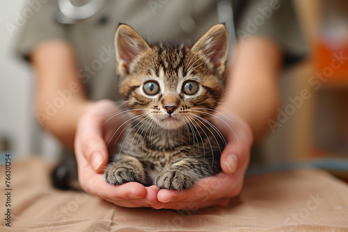 Veterinarian holding a small kitten in their hands veterinary appointment