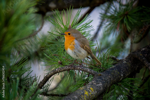 a european robin, erthacus rubecula, perched on a branch from a pine at early morning