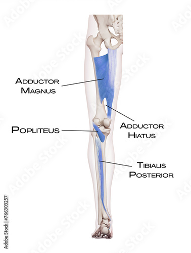 Leg of the deep front line - adductor magnus, popliteus, tibialis posterior, adductor hiatus