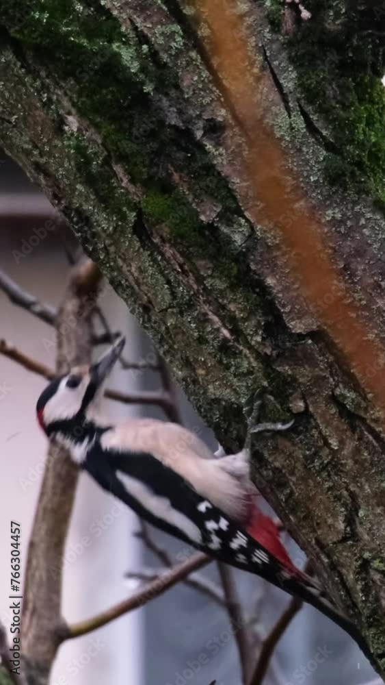 Slow motion close-up of a Great Spotted Woodpecker walking funny on a tree. Dendrocopos major in a family garden with a house in the background. Village life from Hungary. Animal behaviour concept. Slow motion close-up of a Great Spotted Woodpecker walking funny on a tree. Dendrocopos major in a family garden with a house in the background. Village life from Hungary. Animal behaviour concept.