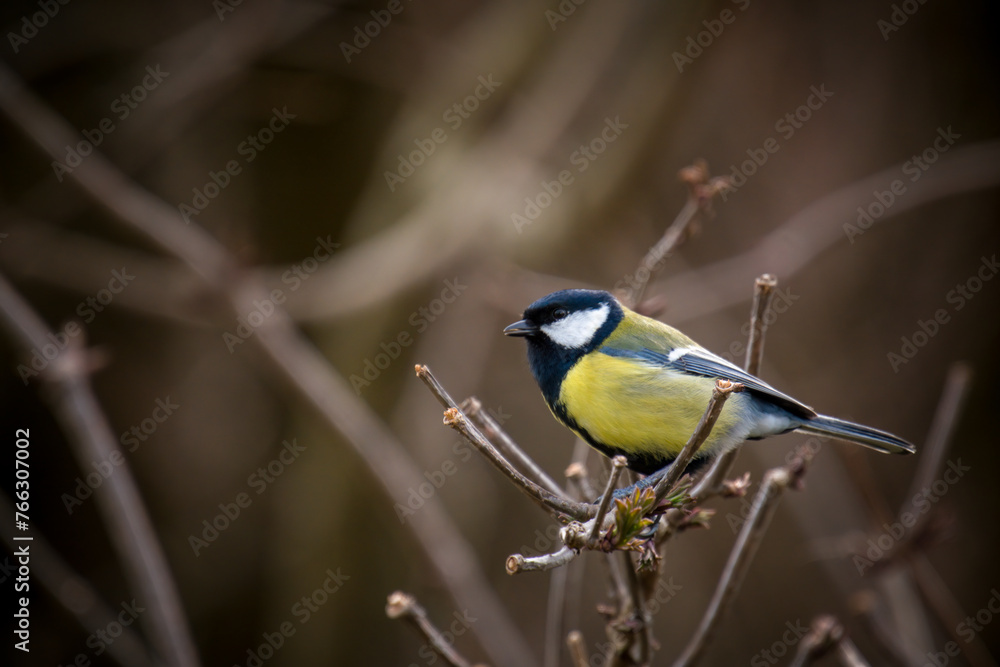 Fototapeta premium great tit, parus major, is perching on a twig at a spring morning