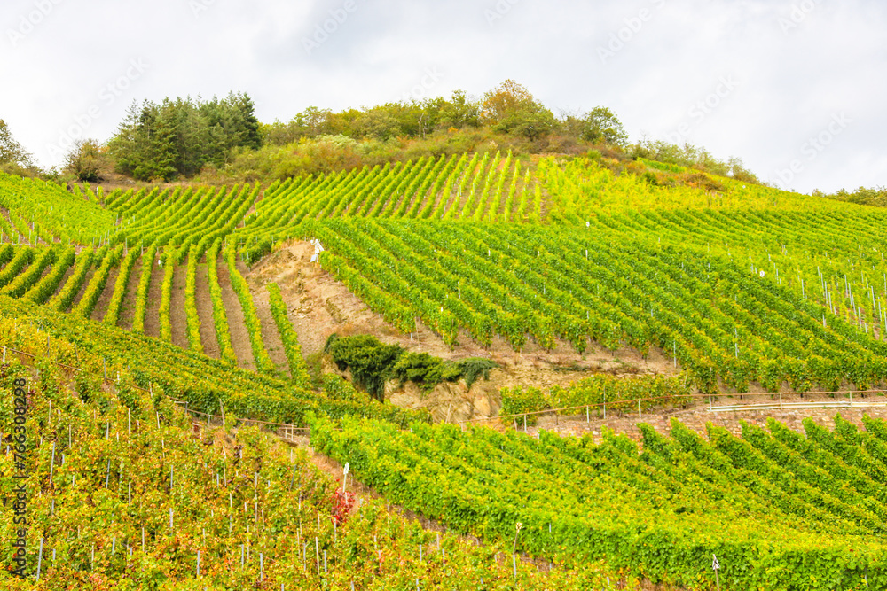 Weinberge Anbau in Steillage am Mittelrhein in der Nähe von Boppard. Die Weintrauben werden hier nach tradioneller Art von Hand bearbeitet und bei der Weinernte gelesen.