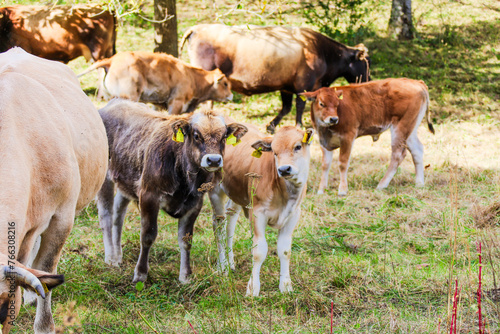 Kühe und Rindviecher im Hunsrück photo