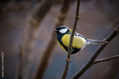 great tit, parus major,  is perching on a twig at a spring morning