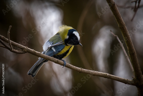 great tit, parus major,  is perching on a twig at a spring morning